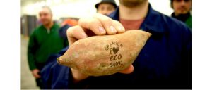 Süßkartoffel mit natürlichen Labeling