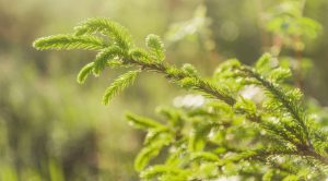 Renewable raw material for sustainable packaging: Fresh fibre