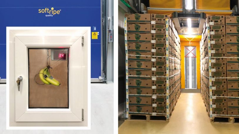 Softrip-Reifetechnologie von Frigotec für Banenen (Bild: Fruit Logistica)