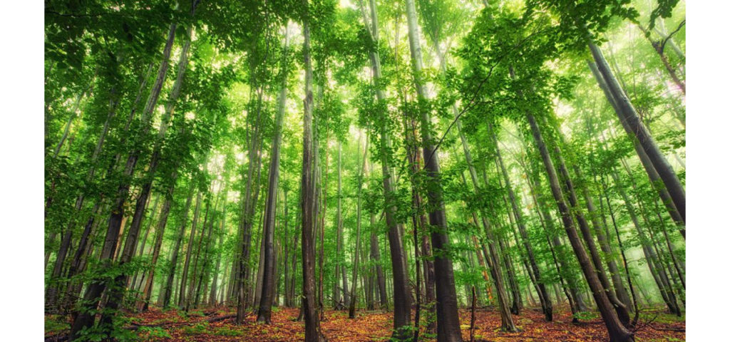 Holz ist ein nachwachsender Rohstoff (Bild: Brambles)