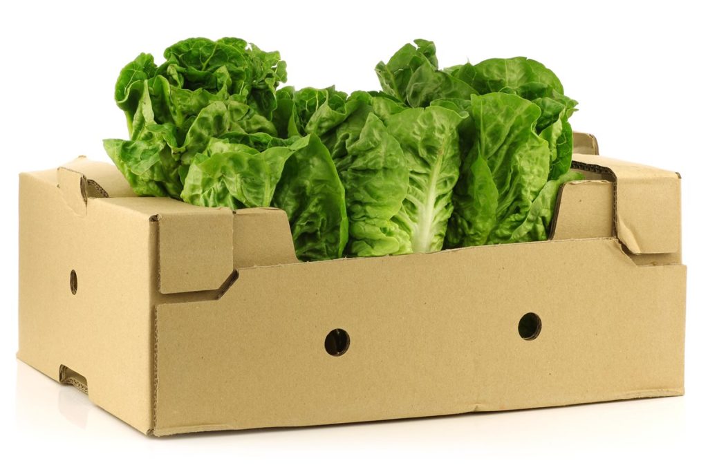 Grüne Salatkoepfe in einem Karton auf weissem Hintergrund