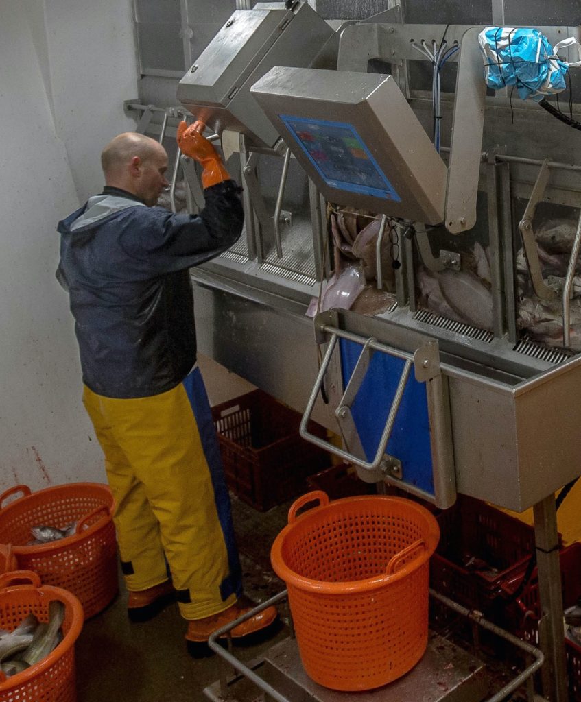 Fischfang wird auf einer Flachwaage verwogen und in Eimer verpackt.