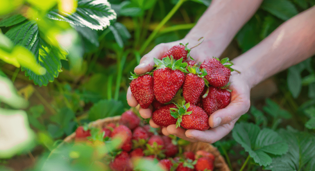 Biofolie schützt Erdbeeren