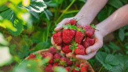 Biofolie schützt Erdbeeren