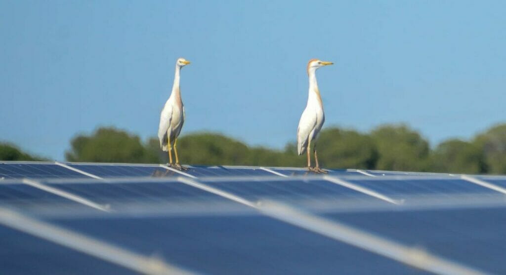Huhtamaki setzt bei der Gewinnung von Strom auf erneuerbare Energie. Auf den Solaranlagen stehen zwei weiße Kraniche.