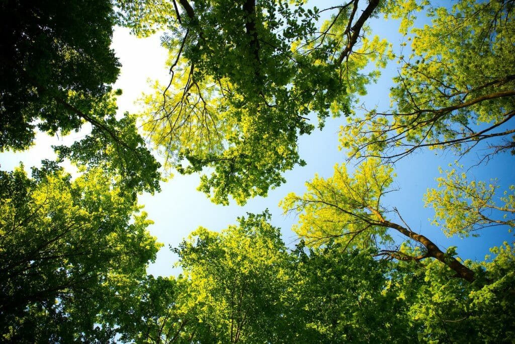Image of a tree canopy.