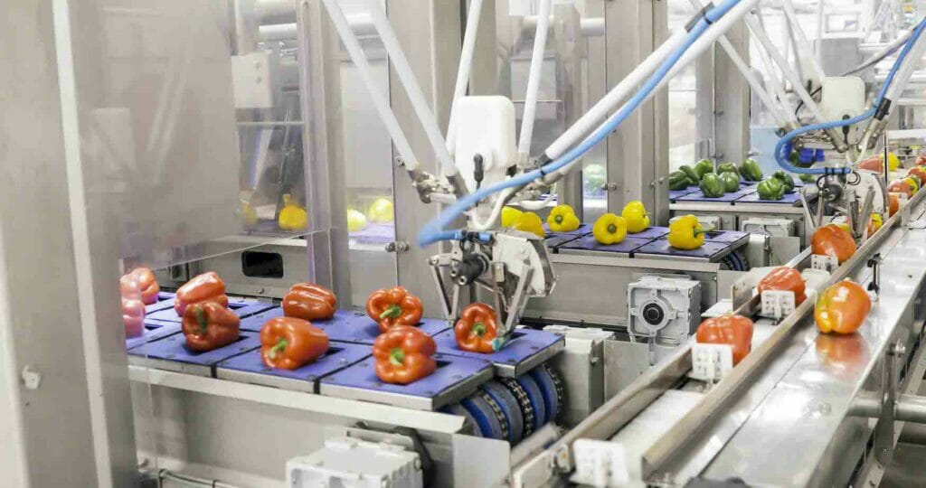 Picture of a packaging line that is picking and placing peppers.