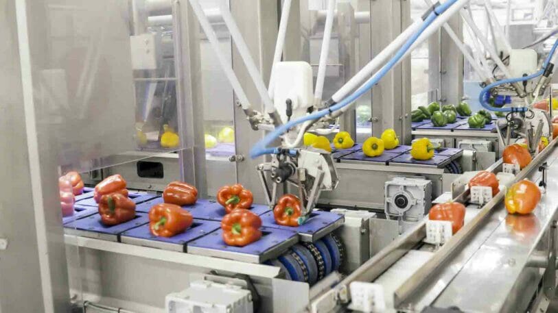 Picture of a packaging line that is picking and placing peppers.