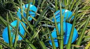 Bild von einem Ananasfeld mit und HDPE-Folien, die die Früchte schützen