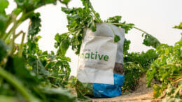 Image of a paper bag in a field of sugar beets