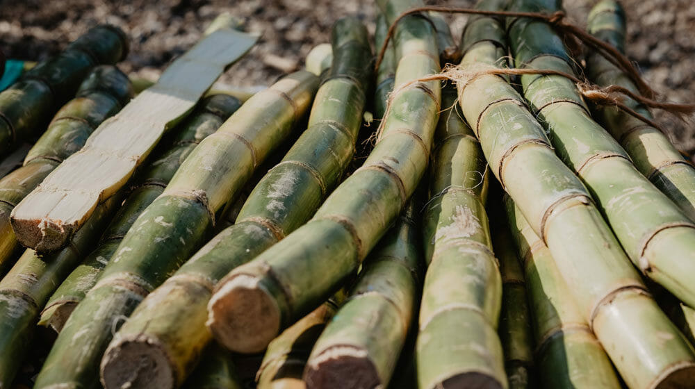 Image of babus stems