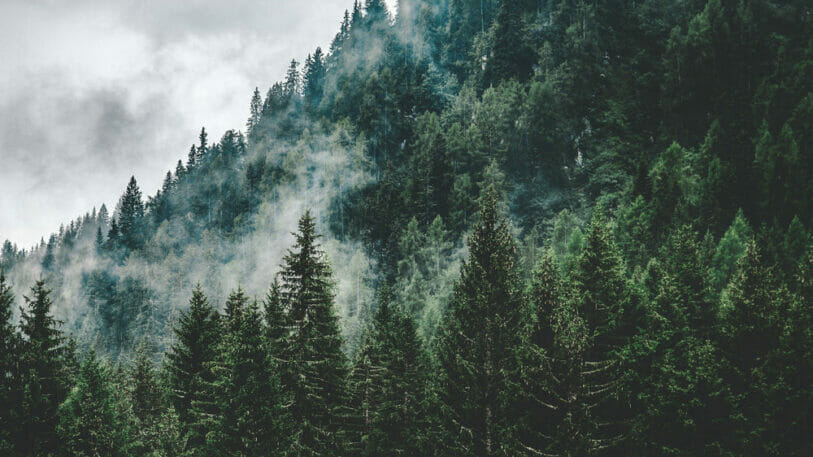 Bio-based adhesives may for example be produced from pine resin.