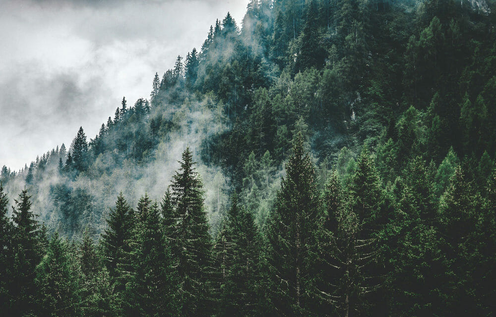 Bio-based adhesives may for example be produced from pine resin.