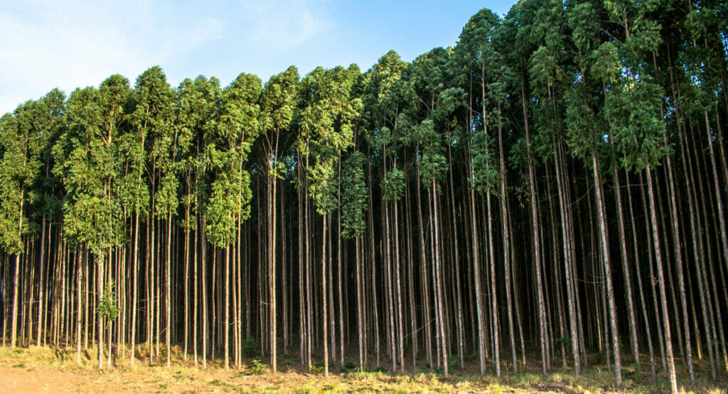 Waldrand eines Eukalyptus-Forsts