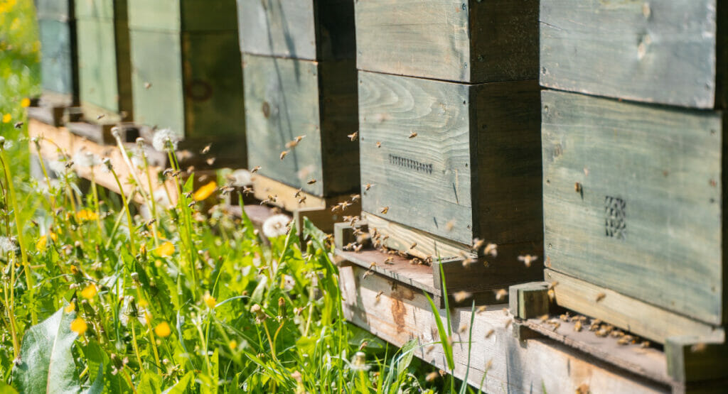 Auch der Schutz der Umwelt liegt Leuze am Herzen und das Unternehmen unterstützt Projekte für die Umwelt.
