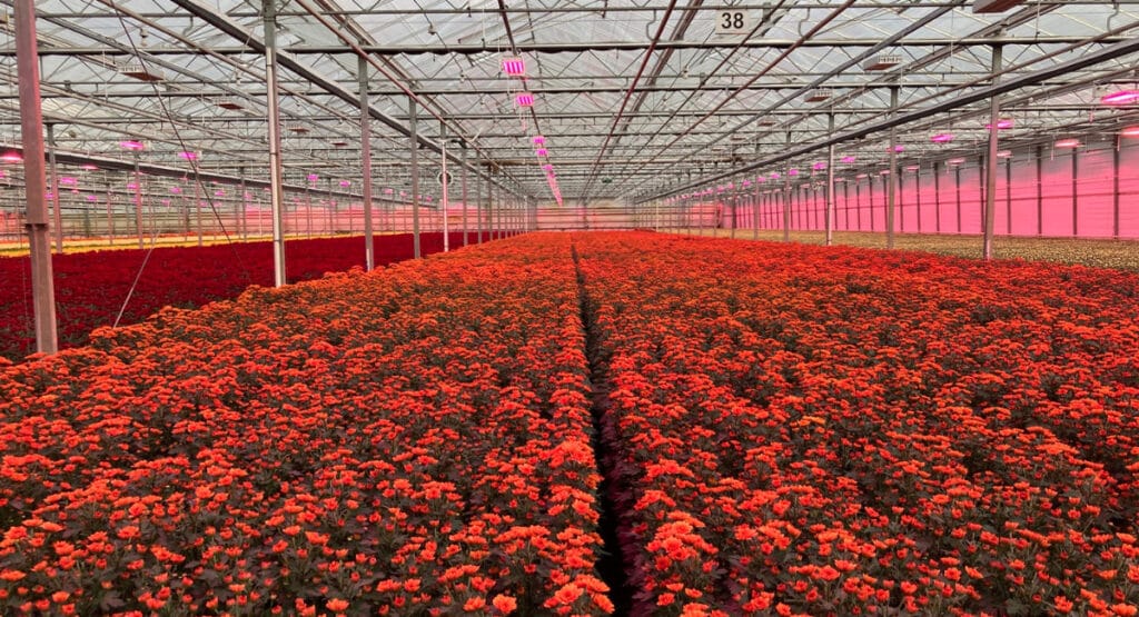 Jährlich wachsen in den Gewächshäusern von Kreling Chrysanten bis zu 140 Millionen Pflanzen
