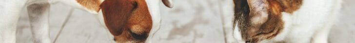 Future Pet Food Conference Handtmann